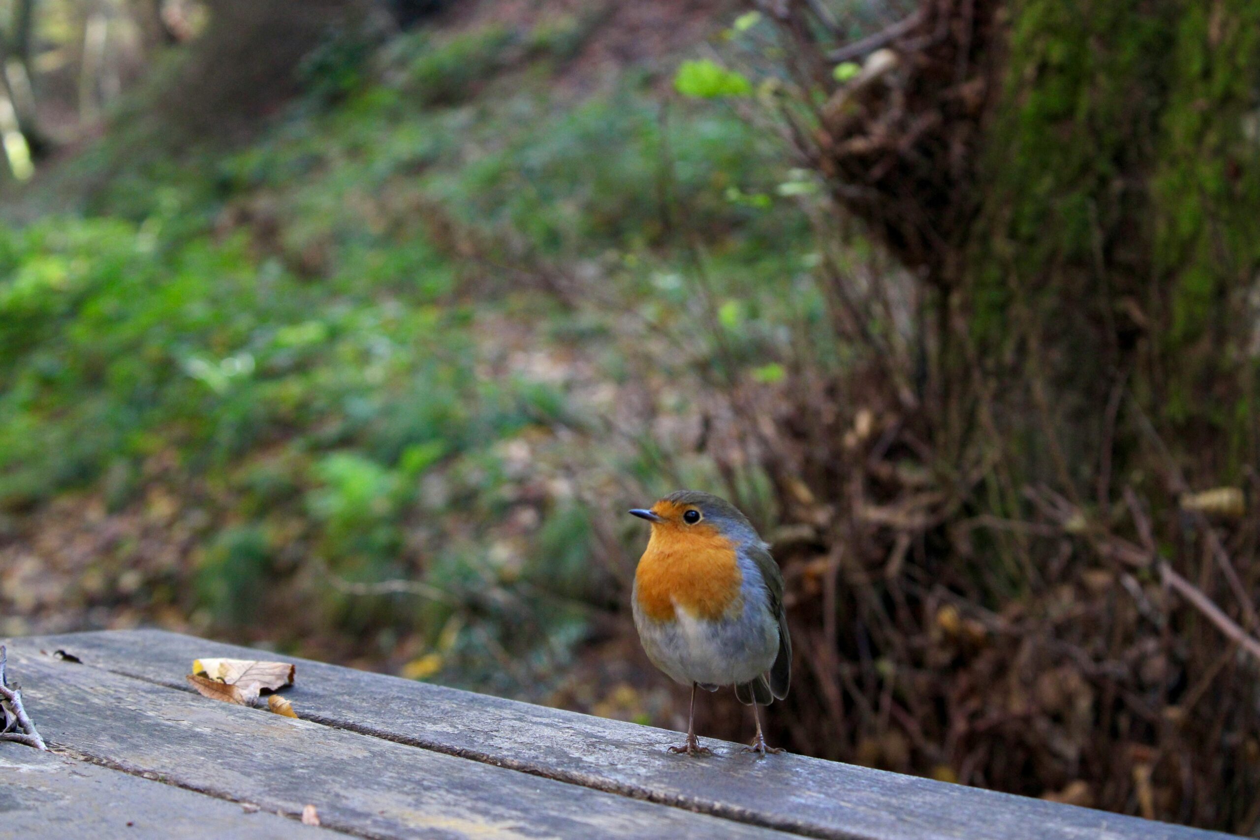 Ein Rotkehlchen sitzt auf einem Holztisch in einem lebendigen Wald in Istanbul, Türkei.
