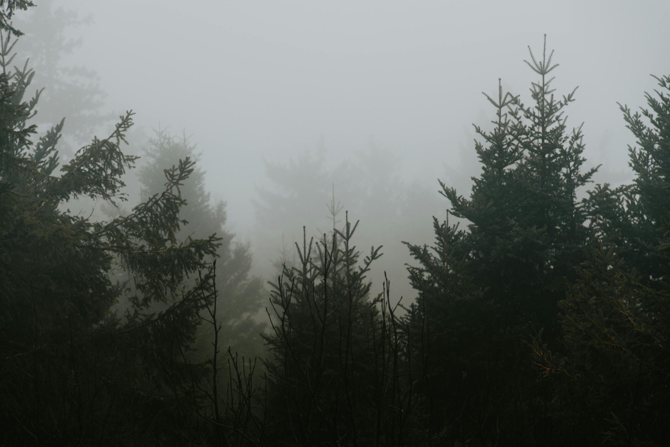 Dichter Nebel hüllt einen Kiefernwald im deutschen Schwarzwald ein.