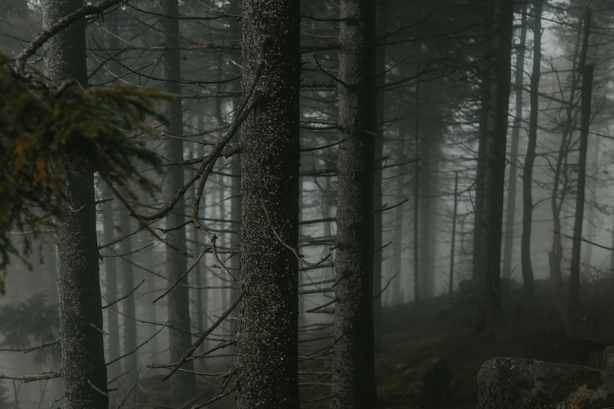 Unheimlicher Nebel umgibt die tiefen Bäume im deutschen Schwarzwald.