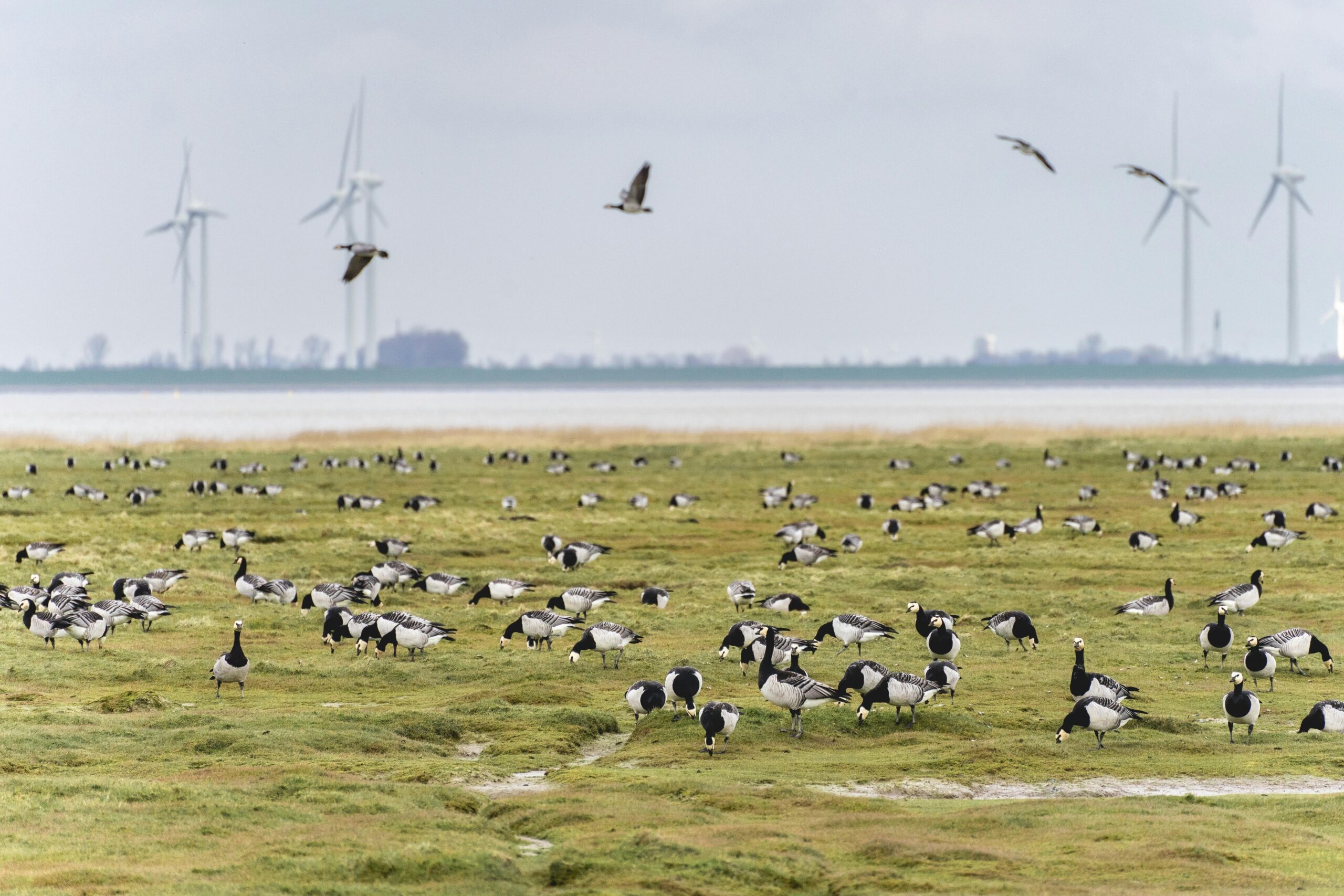 Kostenloses Stock Foto zu außerorts, bedeckt, branta leucopsis