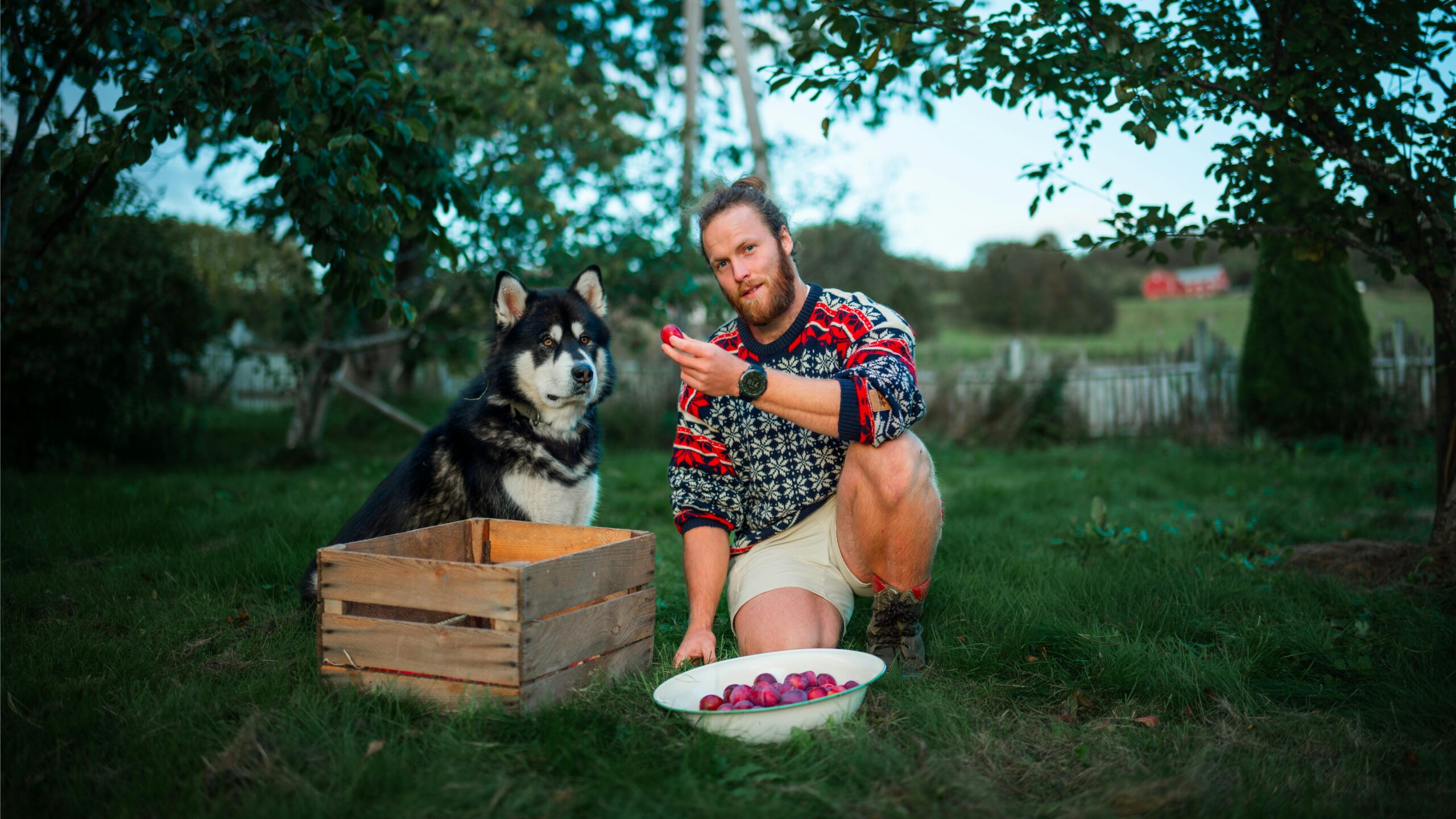 Ein Mann mit einem Hund erntet Äpfel in Trøndelag, Norwegen und zeigt das Landleben.