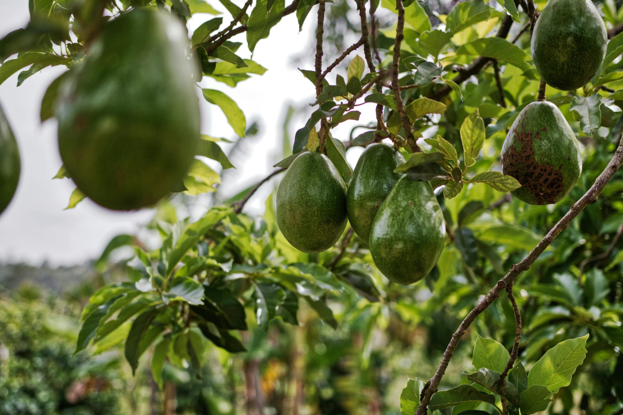 Avocado Früchte, Die Am Baum Hängen