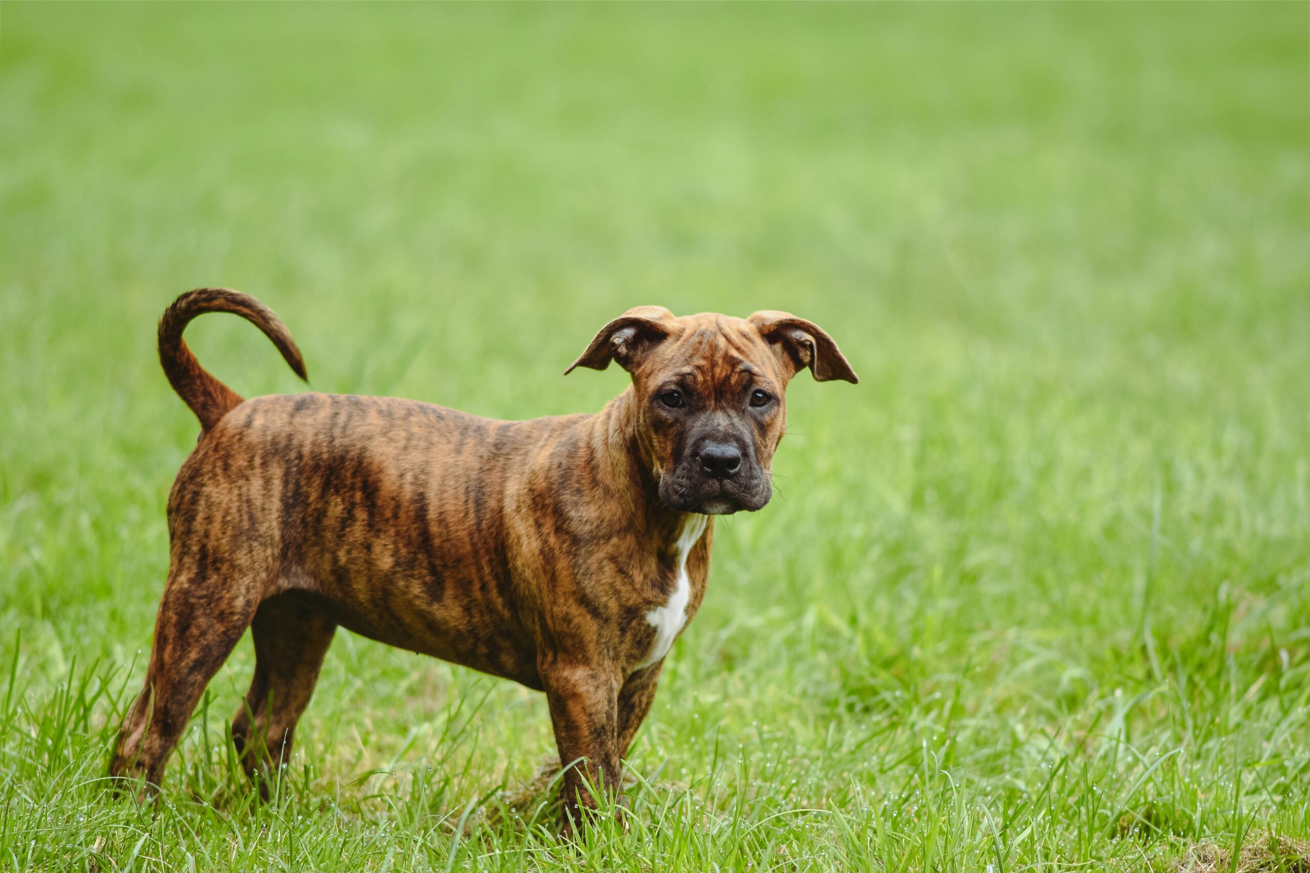 Kostenloses Stock Foto zu aufmerksam, boxer, draußen